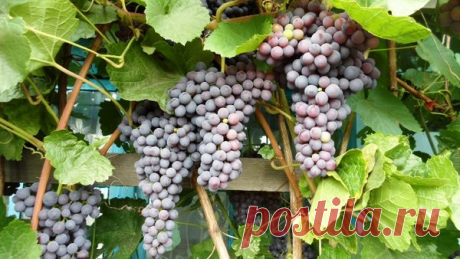Уход за виноградом по месяцам | Klumba-plus.ru | Яндекс Дзен