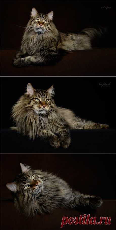 Main Coon by Kim Indra Oehne.
