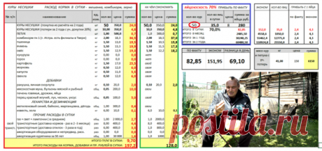 От 50 до 70 кур несушек выгодно держать ? Посчитаем вместе ? | Хозяйство Воронова | Яндекс Дзен