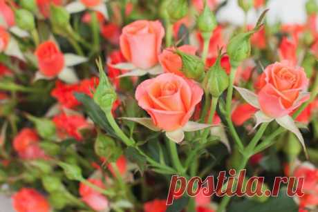 9 восхитительных сортов спрей-розы для средней полосы