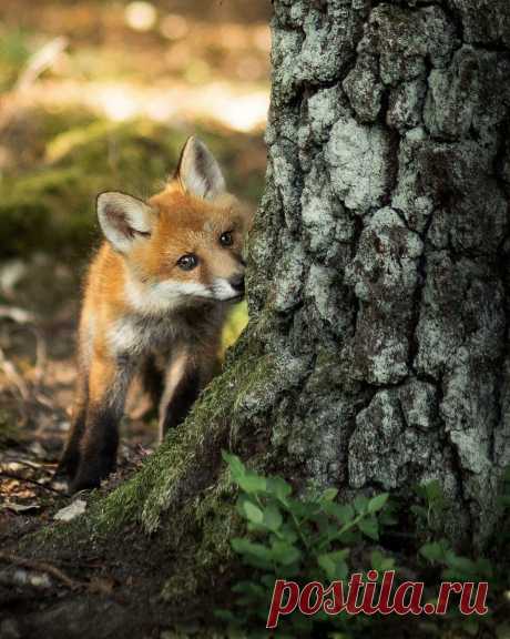 10 фото животных, которые напомнят про любовь к природе | Российское фото | Яндекс Дзен