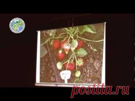 Клубника садовая - опыт Надежды КОМАРОВОЙ.3ч how to grow strawberries garden