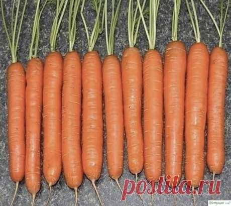 Секреты выращивания моркови от бабушки!