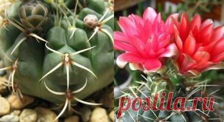 Кактус гимнокалициум уход и разновидности | Flowery-Blog