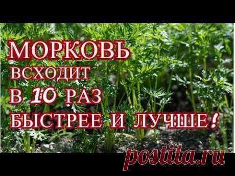 В 10 раз быстрее и лучше всходят семена МОРКОВИ, если Вы знаете этот фокус.