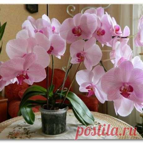 Возвращаем цветок к жизни: как можно реанимировать орхидею в домашних условиях