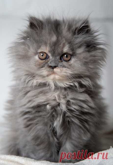 Lovely-KittyCats, kitt3nl0ve: ...