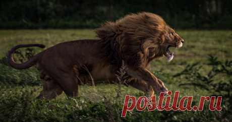 Charging Lion  (Panthera leo) A  charging male lion. His mane is swept back as he covers the  ground at speed.