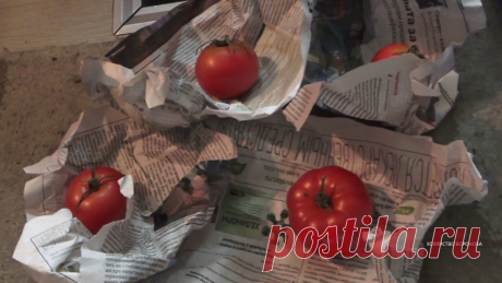 Храню свежие помидоры в газете и этот способ лучше, чем под диваном. Дольше зреют и не портятся .