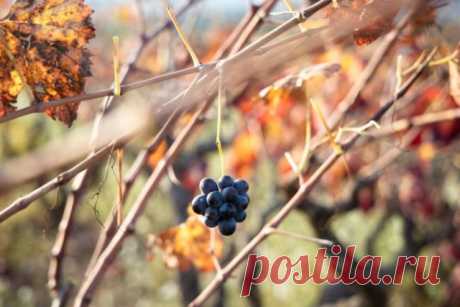 Чем обработать виноград перед укрытием на зиму | Виноград (Огород.ru)