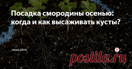 Посадка смородины осенью: когда и как  высаживать кусты? Специалисты говорят, что осень – самое оптимальное время для этого дела, до заморозков кусты успеют адаптироваться и укорениться как следует, а с наступлением первых весенних теплых денечков они сразу же примутся в рост. Сажать можно как и подращённые однолетние кустики, так и укорененные черенки.