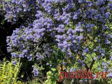 Цеанотус, или Краснокоренник американский (Ceanothus americanus).