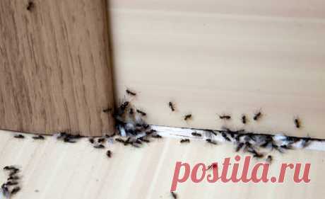 Как избавиться от муравьев в доме? | Мой дом