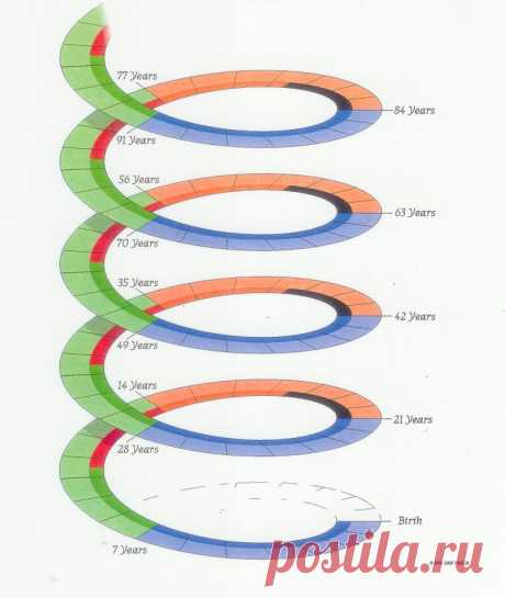 Человеческая жизнь развивается семилетними циклами