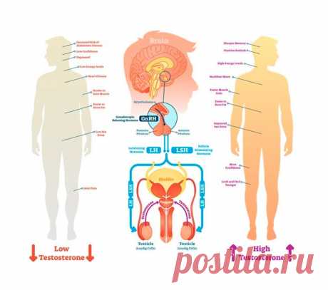Симптомы дефицита главного мужского гормона Тестостерон входит в группу андрогенов – стероидных гормонов, вырабатывающихся у мужчин и женщин, и отвечающих за процесс накопления вторичных мужских половых признаков.