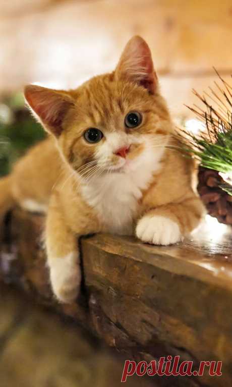 Cute Kitten