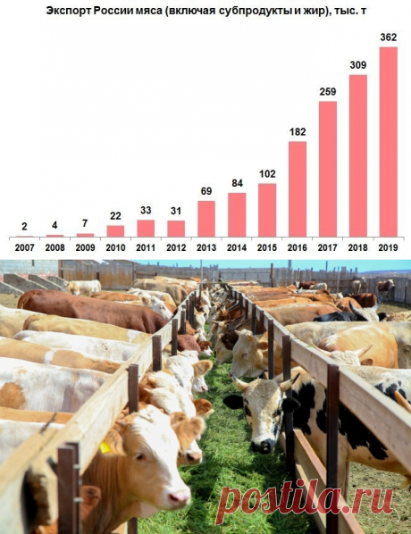 Рекорды сельскохозяйственного экспорта России в 2019 году: общий экспорт сельхозпродукции составил 14,6 млрд долл. Это стало вторым результатом в истории, а во многих сегментах достигнуты абсолютно лучшие показатели