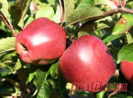 (+1) тема - Краткое описание сортов яблонь | 6 соток
