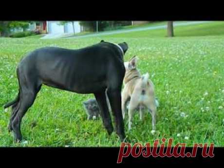 Видео: Миниатюрный чихуахуа защитил котят от большой собаки