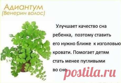 Цветы в детскую комнату