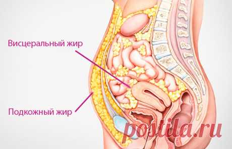 Висцеральный жир — что это и как от него избавиться?