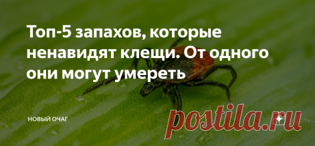 Топ-5 запахов, которые ненавидят клещи. От одного они могут умереть В большинстве регионов России дачный сезон уже идёт полным ходом. По несчастливой случайности майские работы в садах и огородах совпадают с периодом пробуждения клещей. В первые недели они очень активны, голодны и агрессивны. Защититься от паразитов можно с помощью специальных аптечных средств или домашних смесей, которые также эффективно отпугивают клещей – а некоторые и убивают. Все составы от клещей гот...