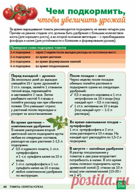 Томаты - секреты успеха - Журнал Огород.ru - Форум для дачников | Огород.ru