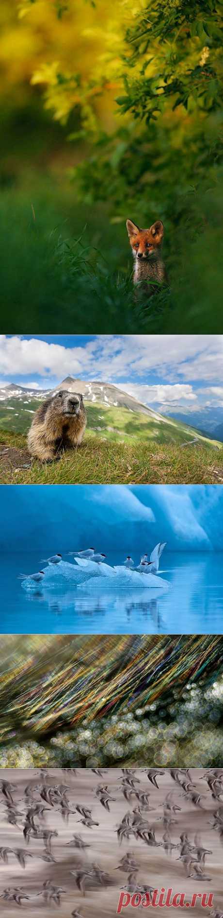(+1) - Победители европейского конкурса фотографии дикой природы GDT 2013 | САМЫЙ СОК!