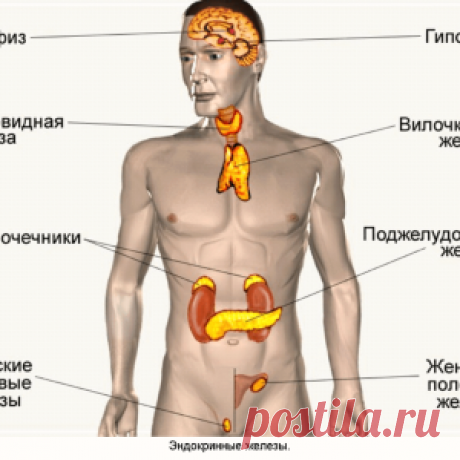 Старение начинается с эндокринной системы - МирТесен