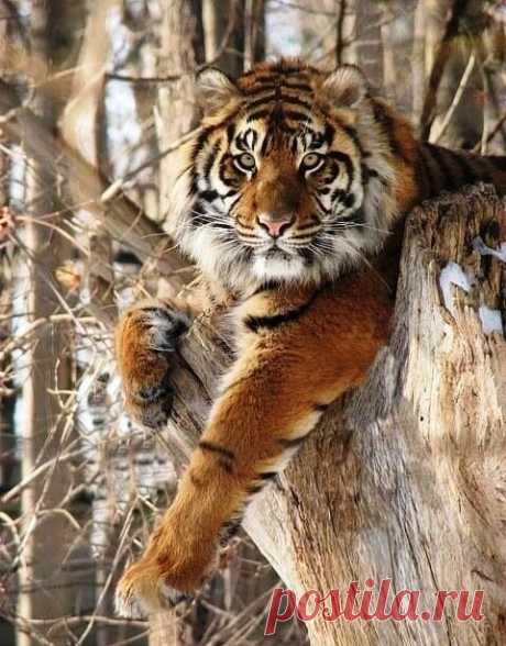 ღПусть Тигр в будущем году нам станет талисманом.
Защитит наши дома, принесет процветание, здоровье и удачу.