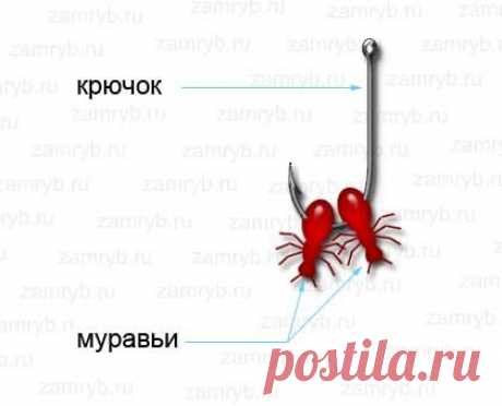 Как насаживать муравьев на крючок | Рыбалка и снасти | Яндекс Дзен