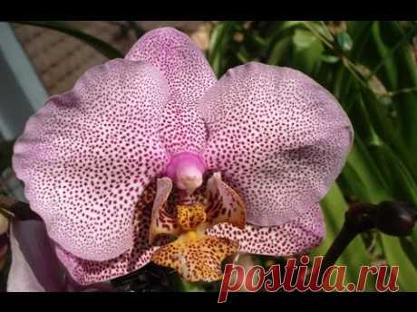 Мифы и реальность выращивания орхидей