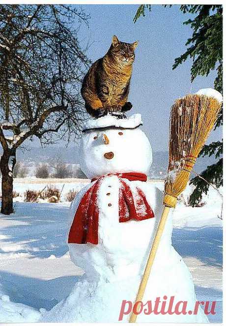 Снежный кот | Животные