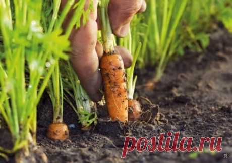 Как правильно посеять морковь весной, чтобы вся быстро взошла, и получить богатый урожай сладких корнеплодов