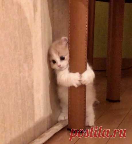 baby little cute cat – Google Поиск