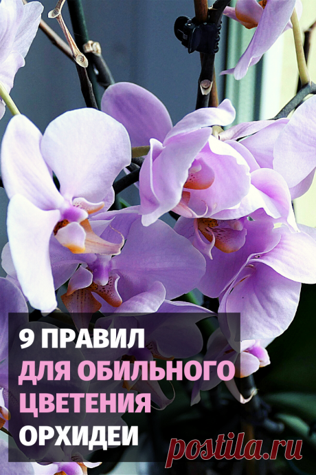 Для Вас правила ухода за орхидеей для ее обильного цветения.