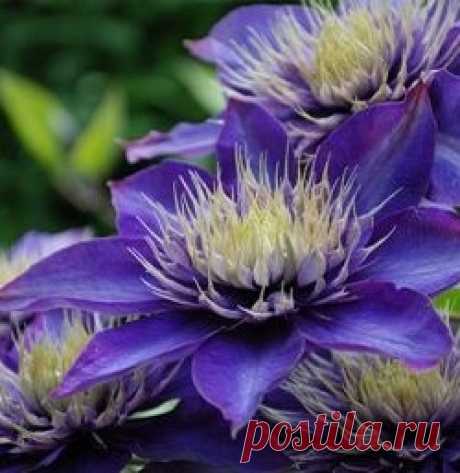 Clematis Multi Blue-Клематис Мульти Блю | sadko.by