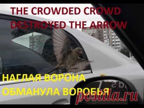 THE CROWDED CROWD DESTROYED THE ARROW  ANIMAL PLANETA  НАГЛАЯ ВОРОНА ОБМАНУЛА ВОРОБЬЯ - YouTube
The impudent crow has deceived the sparrow and stole French fries from McDonald's| Animal Planet | Наглая ворона обманула воробья и украла картошку фри у Макдональдса | Живая природа О_О