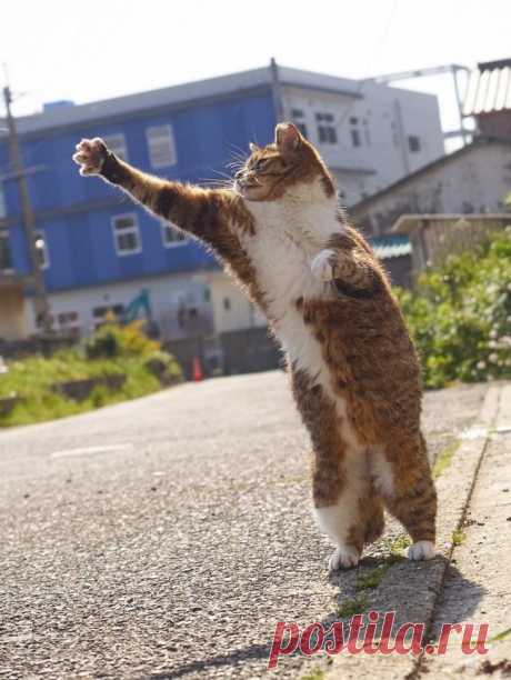 Уличные коты осваивают мастерство кунг-фу