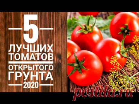 5 лучших сортов томатов для открытого грунта 2020г.