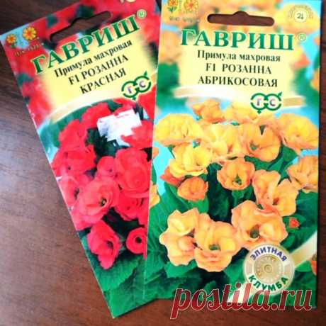 Какие семена цветов требуют стратификации? | Klumba-plus.ru | Яндекс Дзен