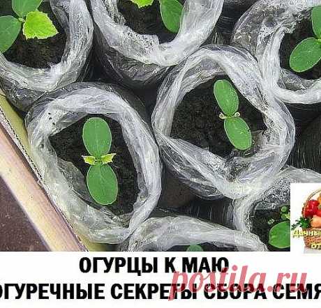 Огурцы к маю и огуречные секреты сбора семян