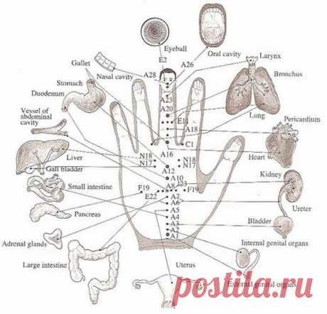 Су-Джок терапия: лечить себя без игл и таблеток