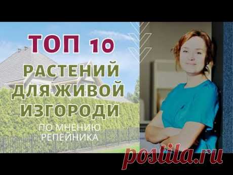 Топ 10 растений для живой изгороди. По мнению РЕПЕЙНИКА