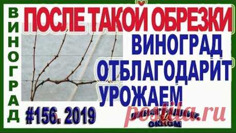 🍇 СТОЙ! ПРИШЛО ВРЕМЯ НАУЧИТЬСЯ ТАК ОБРЕЗАТЬ ВИНОГРАД. Урожайная обрезка винограда на плодовое звено