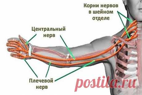 Почему немеют руки — Здоровое Долголетие