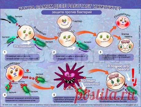 Иммунная система в опасности Или как окончательно не подорвать иммунитет Часть 1.
Часть 1. Экология среды
Наша иммунная система своей сложностью и совершенством всегда вызывала восхищение исследователей.

Но сколько же можно проверять её на прочность?!!!