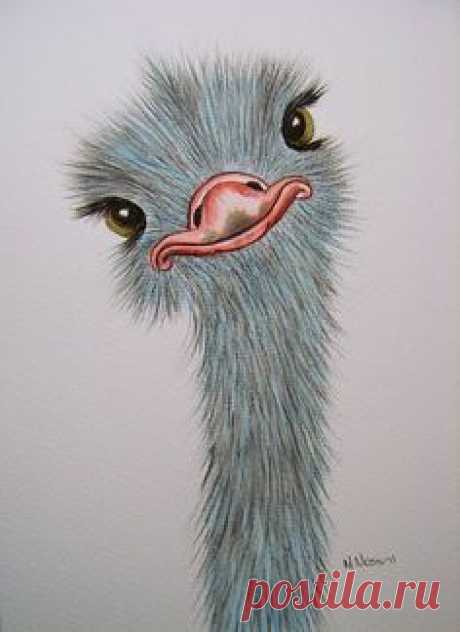 silly ostrich | Silly Ostrich watercolour | Flickr - Photo…