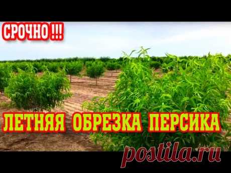 СРОЧНО!!! ЛЕТНЯЯ ОБРЕЗКА ПЕРСИКА / опытный участок