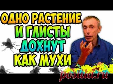 ОДНО РАСТЕНИЕ И ГЛИСТЫ ДОХНУТ, КАК МУХИ! Виталий Островский. Паразиты, газы, вздутие живота.